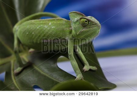 Kameleon na liściu