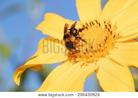 Maxican Sunflower.honey Bee Collecting Nectar From Yellow Sunflower Field