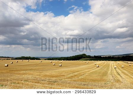 Summer Rural Landscape With Harvesting Field, Brught Yellow Hayrolls, Blue Sky, Dark Green Trees At 
