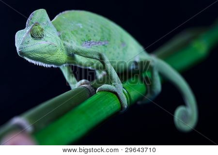 Dragon, zielony kameleon