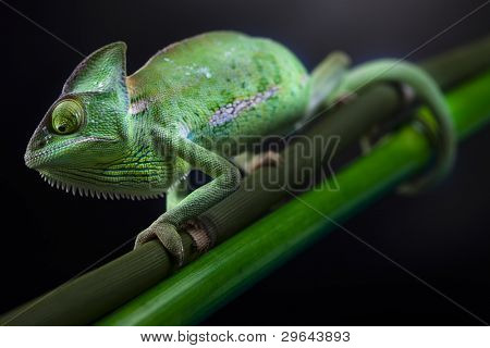Rodzin jaszczurka kameleon