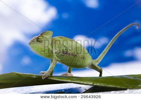 Kameleon i niebieski niebo