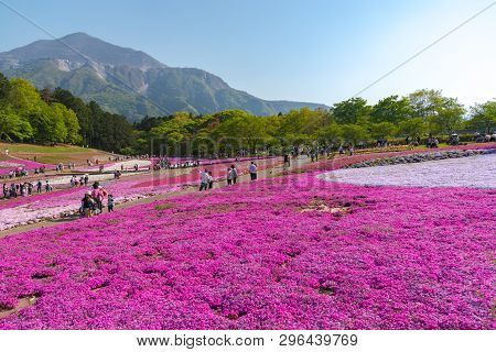 Saitama, Japan - Apr 21, 2018: View Of Pink Moss (shibazakura, Phlox Subulata) Flower At Hitsujiyama
