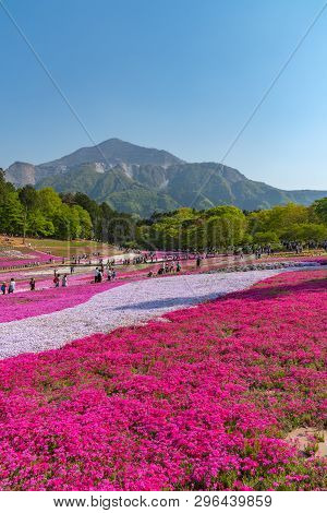 Saitama, Japan - Apr 21, 2018: View Of Pink Moss (shibazakura, Phlox Subulata) Flower At Hitsujiyama