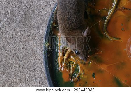 Rats In Glue Stick On The Mousetrap.dangerous Disease Plague , Rabies And Hydrophobia From Rats Conc