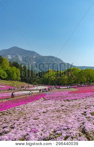 Saitama, Japan - Apr 21, 2018: View Of Pink Moss (shibazakura, Phlox Subulata) Flower At Hitsujiyama