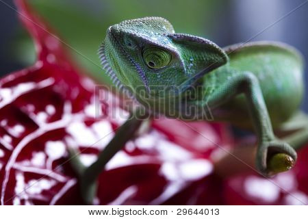 Kwiat na kameleon
