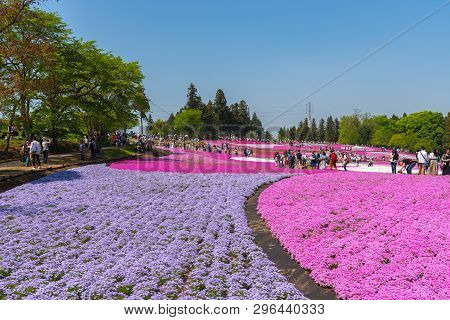Saitama, Japan - Apr 21, 2018: View Of Pink Moss (shibazakura, Phlox Subulata) Flower At Hitsujiyama