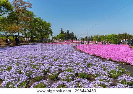 Saitama, Japan - Apr 21, 2018: View Of Pink Moss (shibazakura, Phlox Subulata) Flower At Hitsujiyama