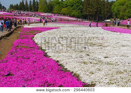 Saitama, Japan - Apr 21, 2018: View Of Pink Moss (shibazakura, Phlox Subulata) Flower At Hitsujiyama