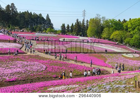 Saitama, Japan - Apr 21, 2018: View Of Pink Moss (shibazakura, Phlox Subulata) Flower At Hitsujiyama