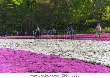 Saitama, Japan - Apr 21, 2018: View Of Pink Moss (shibazakura, Phlox Subulata) Flower At Hitsujiyama