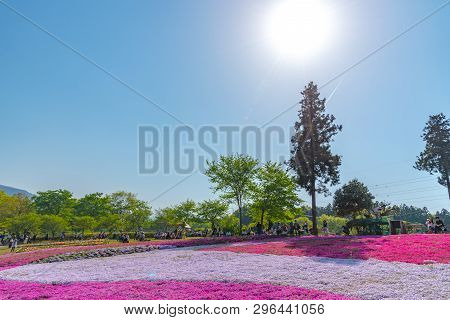 Saitama, Japan - Apr 21, 2018: View Of Pink Moss (shibazakura, Phlox Subulata) Flower At Hitsujiyama