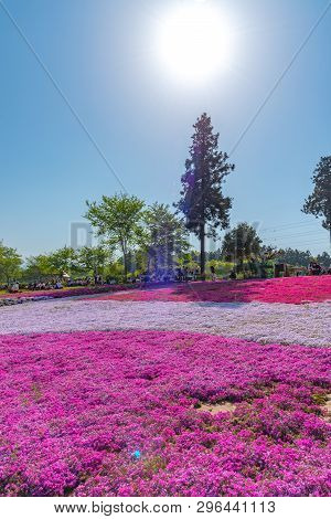 Saitama, Japan - Apr 21, 2018: View Of Pink Moss (shibazakura, Phlox Subulata) Flower At Hitsujiyama