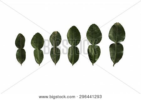 Green Dark Kaffir Lime Leaves Group On White Isolated Backgroup With Clipping Path