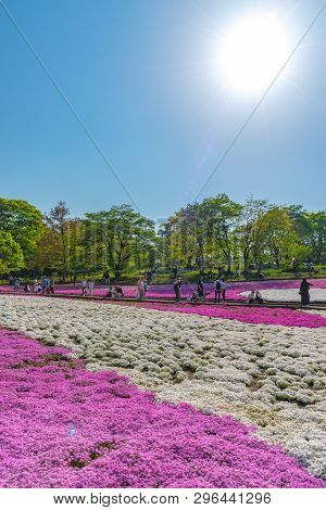 Saitama, Japan - Apr 21, 2018: View Of Pink Moss (shibazakura, Phlox Subulata) Flower At Hitsujiyama