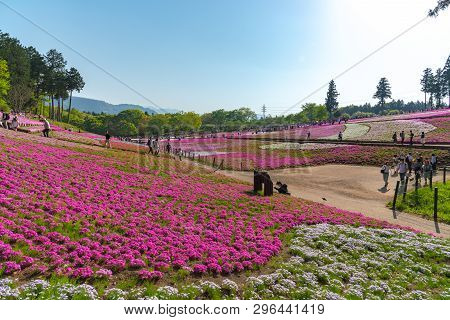 Saitama, Japan - Apr 21, 2018: View Of Pink Moss (shibazakura, Phlox Subulata) Flower At Hitsujiyama