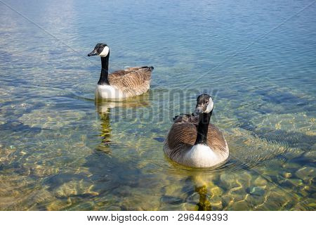 An image of canadian geese at Tutzing Starnberg lake Germany