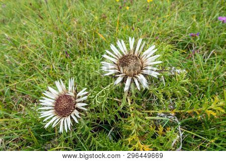 An image of a silver thistle in nature