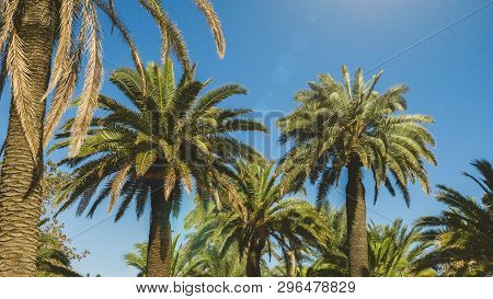 Sunny Barcelona. Palm Trees Against Blue Sky In The Summer, Panorama