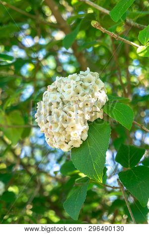 Japanischer Schneeball (viburnum Plicatum Mariesii) Im April 13 - 20.4.2019