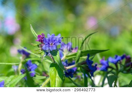 Blaurote Steinsame (aegonychon Purpurocaeruleum) Blüht Im Frühling 1 - 20.4.2019