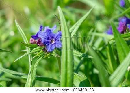Blaurote Steinsame (aegonychon Purpurocaeruleum) Blüht Im Frühling 2 - 20.4.2019