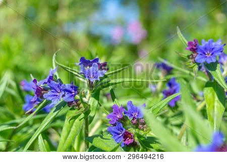 Blaurote Steinsame (aegonychon Purpurocaeruleum) Blüht Im Frühling 5 - 20.4.2019