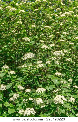 Japanischer Schneeball (viburnum Plicatum Mariesii) Im April 4 - 20.4.2019