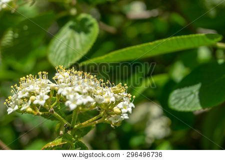 Japanischer Schneeball (viburnum Plicatum Mariesii) Im April 7 - 20.4.2019