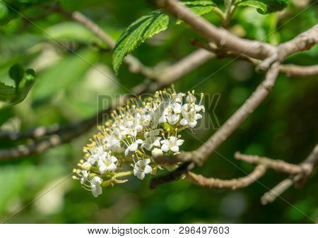 Close-up Of A Flowering Japanese Snowball (viburnum Plicatum Mariesii) In Spring. 
View Of Blooming 