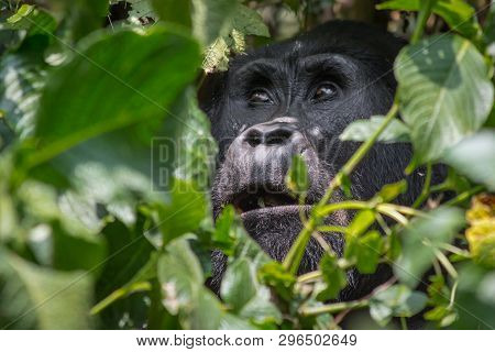 An Angelic Gorilla Looks Heavenward In The Impenatrable Forrest Of Uganda