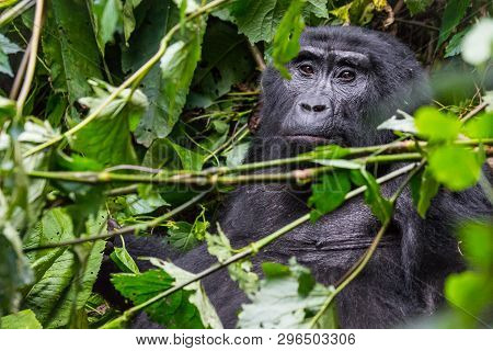 A Pensive Gorilla Relaxes In A The Thick Jungle In Uganda