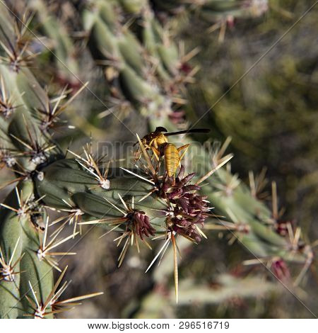 Yellow Wasp And Cholla Cactus On Second Water Trail, Superstition Mountains, Tonto National Forest, 