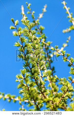 Bright Green Fluffy Branches Of A Larix Decidua Pendula Tree. Larch In Spring.