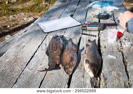Ichthyological Field Studies. Fish And Device In Old Table. Weighing, Measuring, Scaling, Taking Tis