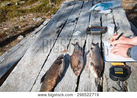 Ichthyological Field Studies. Fish And Device In Old Table. Weighing, Measuring, Scaling, Taking Tis