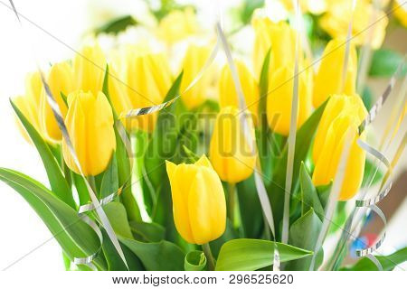 Yellow Tulips, Beautiful Bouquet Flowers Close-up With Blurred Background