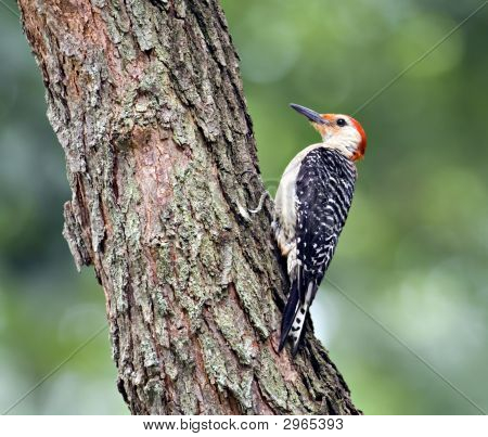 Red-Bellied spætte