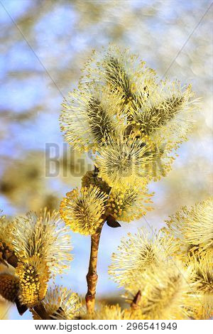 Spring Blurred Background With The First Flowers Of A Willow, Abstract First Flowers Of A Willow Wit