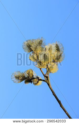 Spring Blurred Background With The First Flowers Of A Willow, Abstract First Flowers Of A Willow Aga