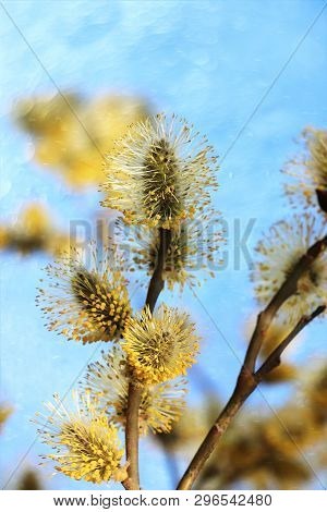 Spring Blurred Background With The First Flowers Of A Willow, Abstract First Flowers Of A Willow Wit