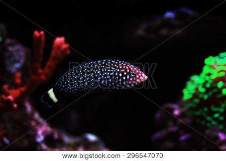 White - Spotted Wrasse Fish - Melanurus Anampses