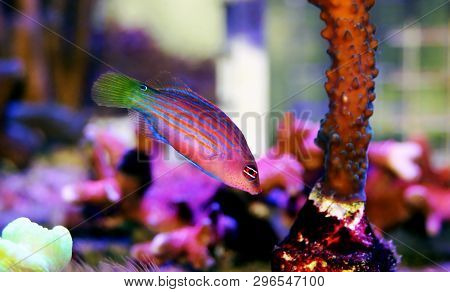 Six Line Wrasse Fish - (pseudocheilinus Hexataenia)