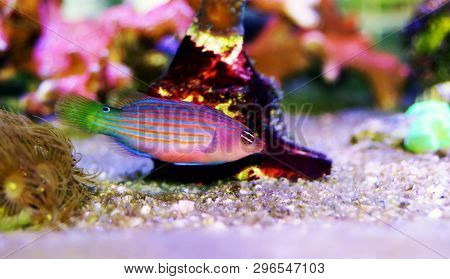 Six Line Wrasse Fish - (pseudocheilinus Hexataenia)