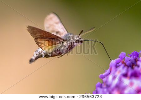 Hummingbird Hawk-moth (macroglossum Stellatarum) Fast Flying Butterfly Feeding On Purple Flowers In 