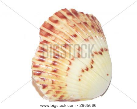 Braun und weiß shell