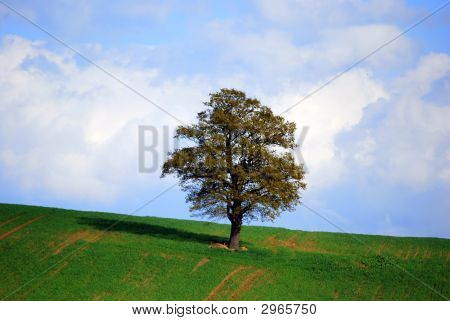 Un albero
