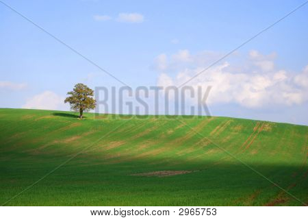 Lone Tree