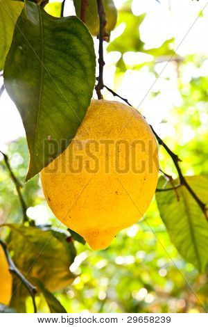 Limon